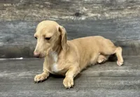 Whisper (daple/deluite/lh (can be akc), a female Miniature Dachshund for sale in Aiken, SC – 3 of 3