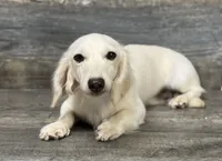 Casper (creme, a male Miniature Dachshund for sale in Aiken, SC – 3 of 3