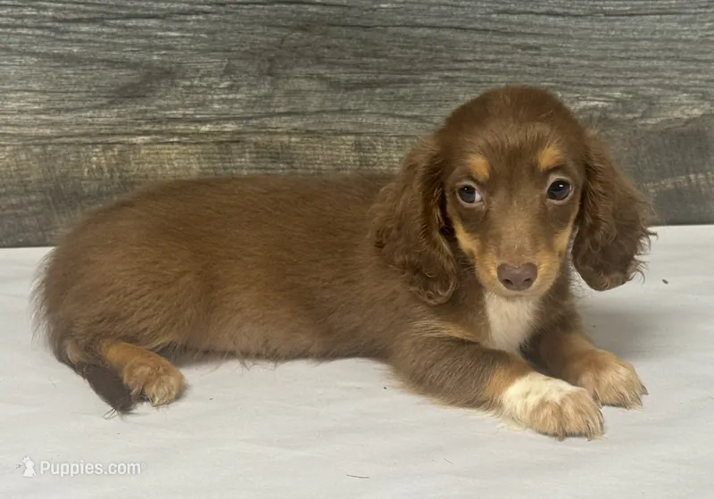 Maggie-lh (daple/creme/pie – Miniature Dachshund puppy for sale in Aiken, SC