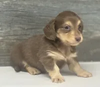 Max-lh (daple/creme, a male Miniature Dachshund for sale in Aiken, SC – 2 of 3