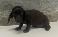 Ace (crème/lh, a male Miniature Dachshund for sale in Aiken, SC – 3 of 3