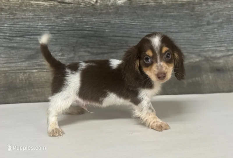 Rolo-lh (pet home only – Miniature Dachshund puppy for sale in Aiken, SC