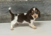 Rolo-lh (pet home only, a male Miniature Dachshund for sale in Aiken, SC – 1 of 2