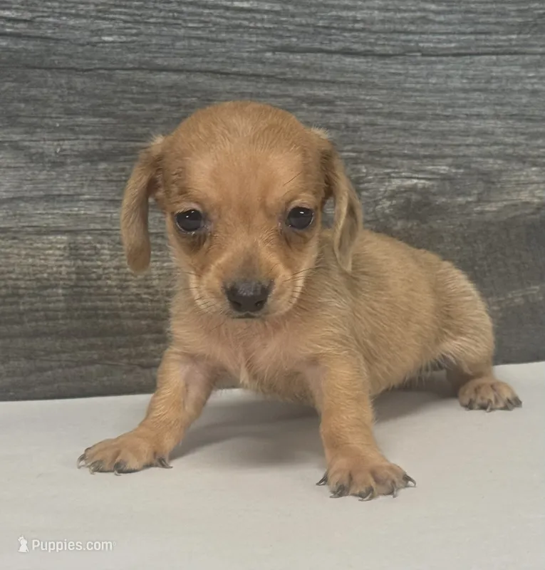 Links- (daple/creme/pie/deluite/lh – Miniature Dachshund puppy for sale in Aiken, SC