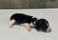 Domino-lh (Deluite/creme/pie/lh, a male Miniature Dachshund for sale in Aiken, SC – 2 of 2