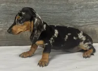 Bud (daple/creme/lh, a male Miniature Dachshund for sale in Aiken, SC – 2 of 2
