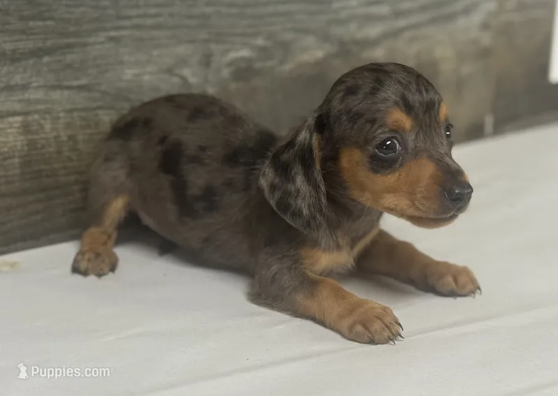 Baby (daple/creme – Miniature Dachshund puppy for sale in Aiken, SC