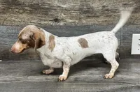 nova girl (akc) (Deluite), a female Miniature Dachshund for sale in Aiken, SC – 2 of 2