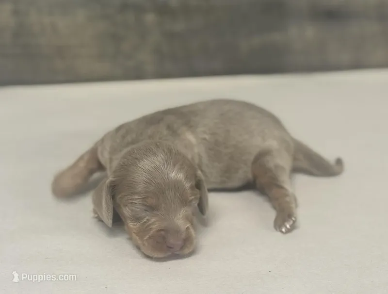 Luna (dapple/lh/creme/pie – Miniature Dachshund puppy for sale in Aiken, SC