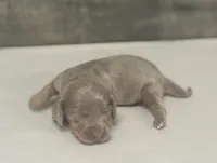 Luna (dapple/lh/creme/pie, a female Miniature Dachshund for sale in Aiken, SC – Photo 1 of 2