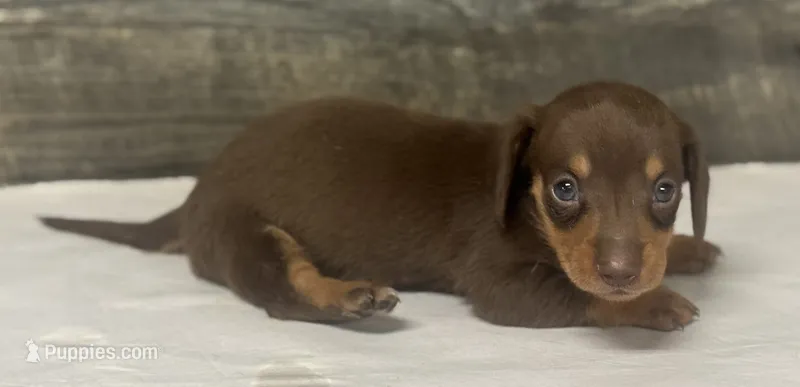 Coco (daple/deluite/pie/lh/creme – Miniature Dachshund puppy for sale in Aiken, SC