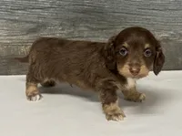 Brownie-lh , a male Miniature Dachshund for sale in Aiken, SC – 1 of 2