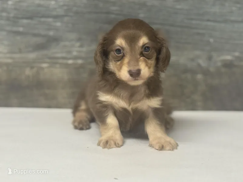 Max-lh (daple/creme – Miniature Dachshund puppy for sale in Aiken, SC