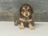 Max-lh (daple/creme, a male Miniature Dachshund for sale in Aiken, SC – 1 of 3