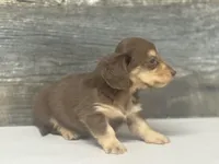 Max-lh (daple/creme, a male Miniature Dachshund for sale in Aiken, SC – 2 of 3