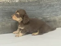 Max-lh (daple/creme, a male Miniature Dachshund for sale in Aiken, SC – 3 of 3