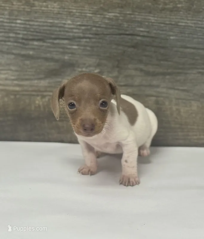 Link ( deuite/pie – Miniature Dachshund puppy for sale in Aiken, SC