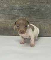 Link ( deuite/pie, a male Miniature Dachshund for sale in Aiken, SC – 1 of 2