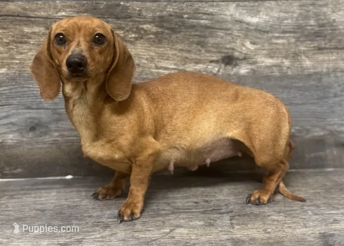 Daisy  – Miniature Dachshund puppy for sale in Aiken, SC