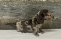 Gomez-lh (daple/deluite/creme, a male Miniature Dachshund for sale in Aiken, SC – 2 of 2
