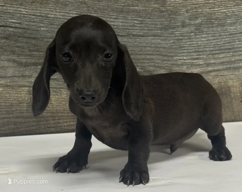 Dex (lh/creme/ pie – Miniature Dachshund puppy for sale in Aiken, SC