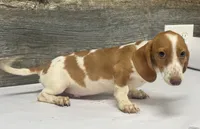 Jax (daple/deluite/lh/creme - Russian dad, a male Miniature Dachshund for sale in Aiken, SC – 2 of 2