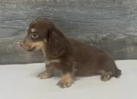 Maximus-lh (crème/daple/pie, a male Miniature Dachshund for sale in Aiken, SC – 2 of 3