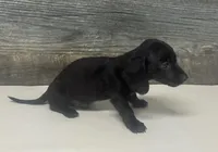 Ace (dapple/creme/lh/pie, a male Miniature Dachshund for sale in Aiken, SC – 2 of 2