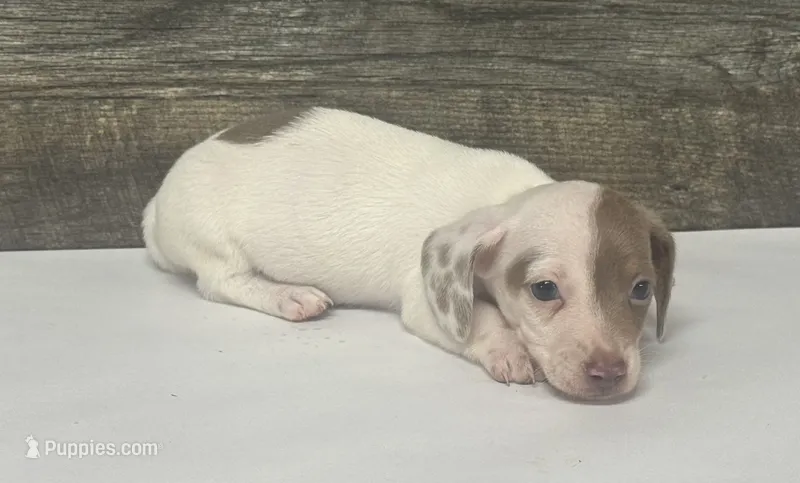 Teddy (Deluite/pie – Miniature Dachshund puppy for sale in Aiken, SC