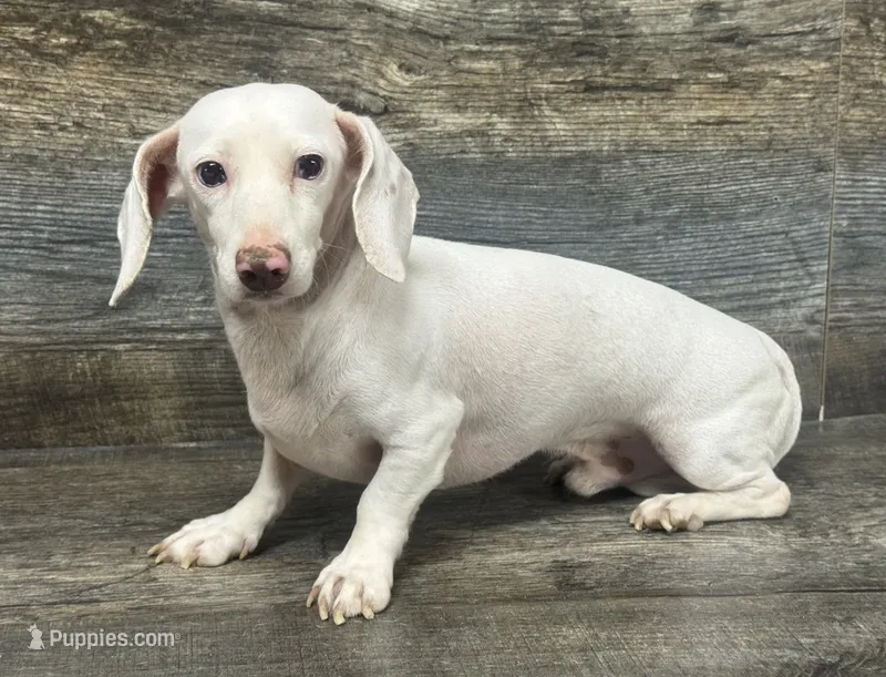 Eden  – Miniature Dachshund puppy for sale in Aiken, SC