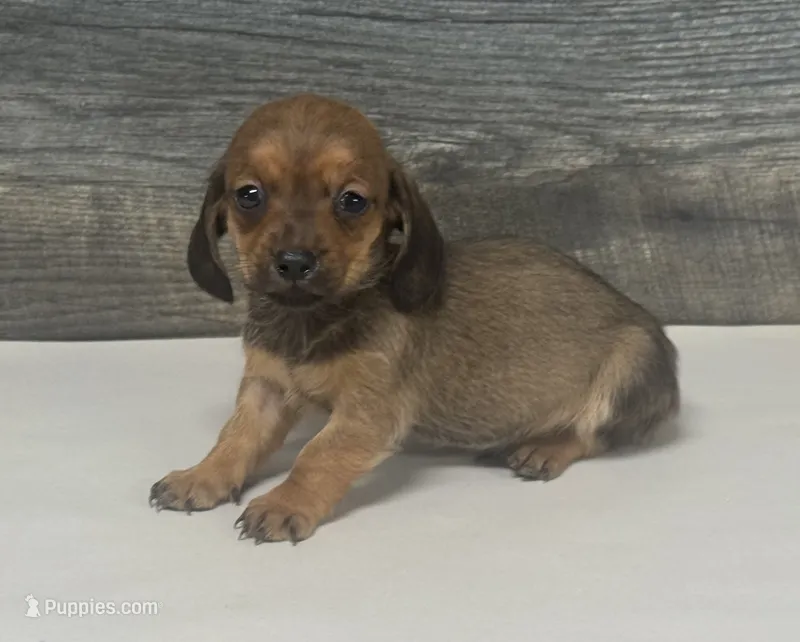 Shady (daple/creme/lh/pie/deluite – Miniature Dachshund puppy for sale in Aiken, SC