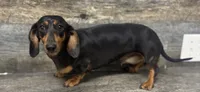 Mia (due in season asap, a female Miniature Dachshund for sale in Aiken, SC – 1 of 1