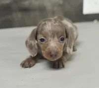 Whiskey (daple/deluite/creme/lh, a male Miniature Dachshund for sale in Aiken, SC – 2 of 2