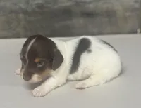 Rambo-lh (Russian import dad)(crème/deluite, a male Miniature Dachshund for sale in Aiken, SC – Photo 2 of 2