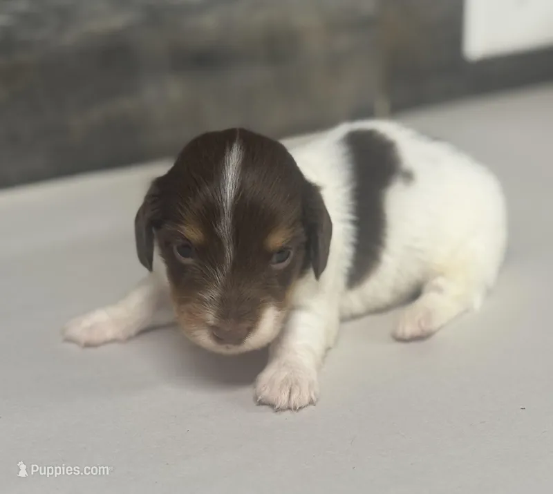 Rambo-lh (Russian import dad)(crème/deluite – Miniature Dachshund puppy for sale in Aiken, SC