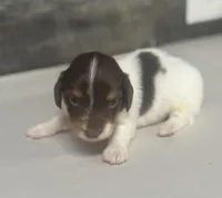 Rambo-lh (Russian import dad)(crème/deluite, a male Miniature Dachshund for sale in Aiken, SC – Photo 1 of 2