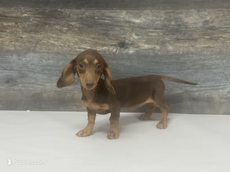 Baby (crème/daple/pie/lj – Miniature Dachshund puppy for sale in Aiken, SC