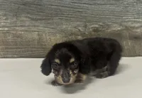 Jack-lh (daple/creme, a male Miniature Dachshund for sale in Aiken, SC – 2 of 2