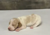 Crèmesickle (crème/deluite/pie/lh—russian dad, a male Miniature Dachshund for sale in Aiken, SC – 2 of 3
