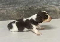 Yanks-lh (crème/deluite/pie-russian dad, a male Miniature Dachshund for sale in Aiken, SC – 2 of 2