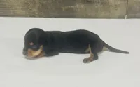Saddie ( daple/creme/lh, a female Miniature Dachshund for sale in Aiken, SC – 2 of 3