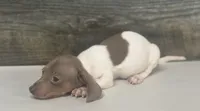 Doc , a male Miniature Dachshund for sale in Aiken, SC – 2 of 2
