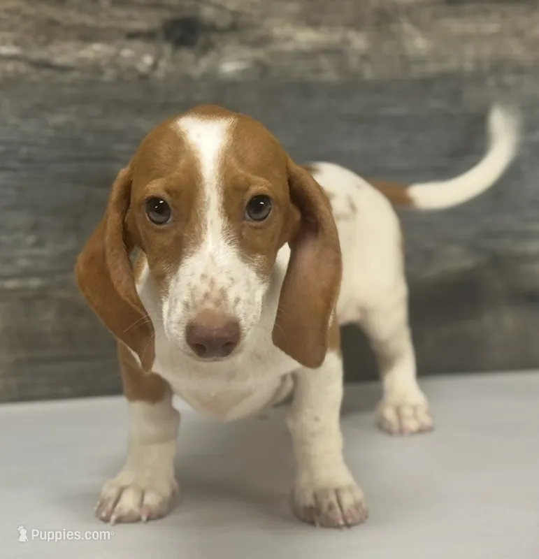 Rolo – Miniature Dachshund puppy for sale in Aiken, SC