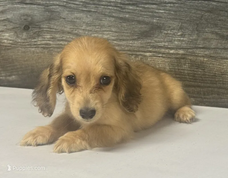 Wells-lh (crème/dapple – Miniature Dachshund puppy for sale in Aiken, SC