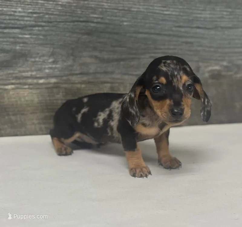 Chips (daple/creme – Miniature Dachshund puppy for sale in Aiken, SC