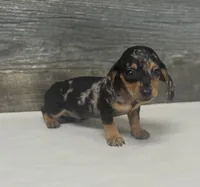 Chips (daple/creme, a male Miniature Dachshund for sale in Aiken, SC – 1 of 3