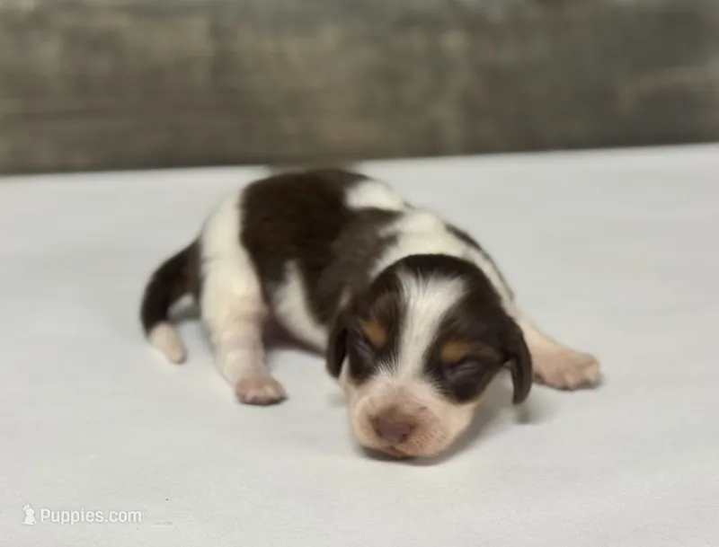 Yank-lh (Deluite/creme/pie—russian dad – Miniature Dachshund puppy for sale in Aiken, SC