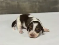 Yank-lh (Deluite/creme/pie—russian dad, a male Miniature Dachshund for sale in Aiken, SC – 1 of 3