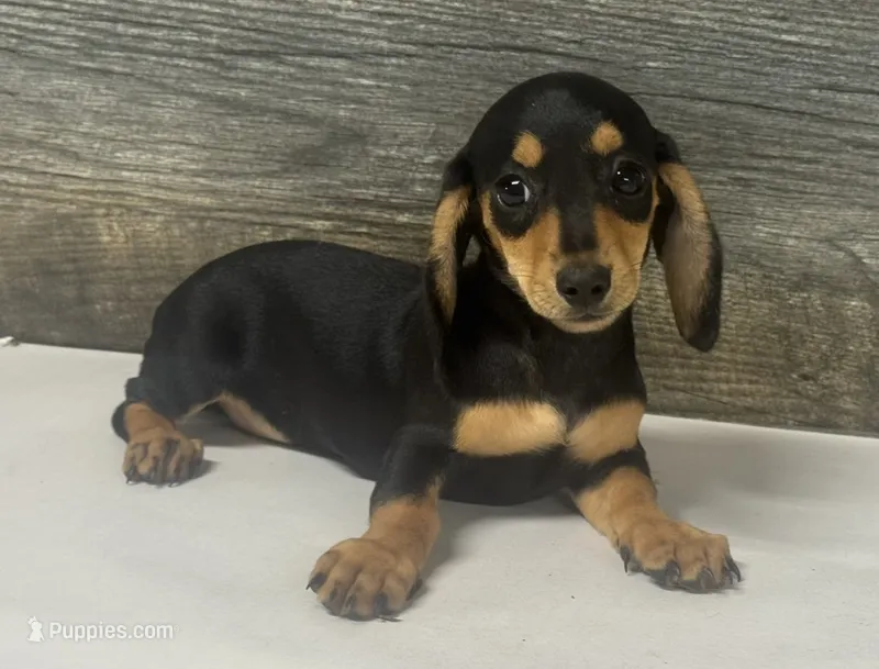 Misty (daple/creme – Miniature Dachshund puppy for sale in Aiken, SC