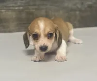 Blondie (crème/choclate/pie/lh -Russian dad, a female Miniature Dachshund for sale in Aiken, SC – 3 of 4